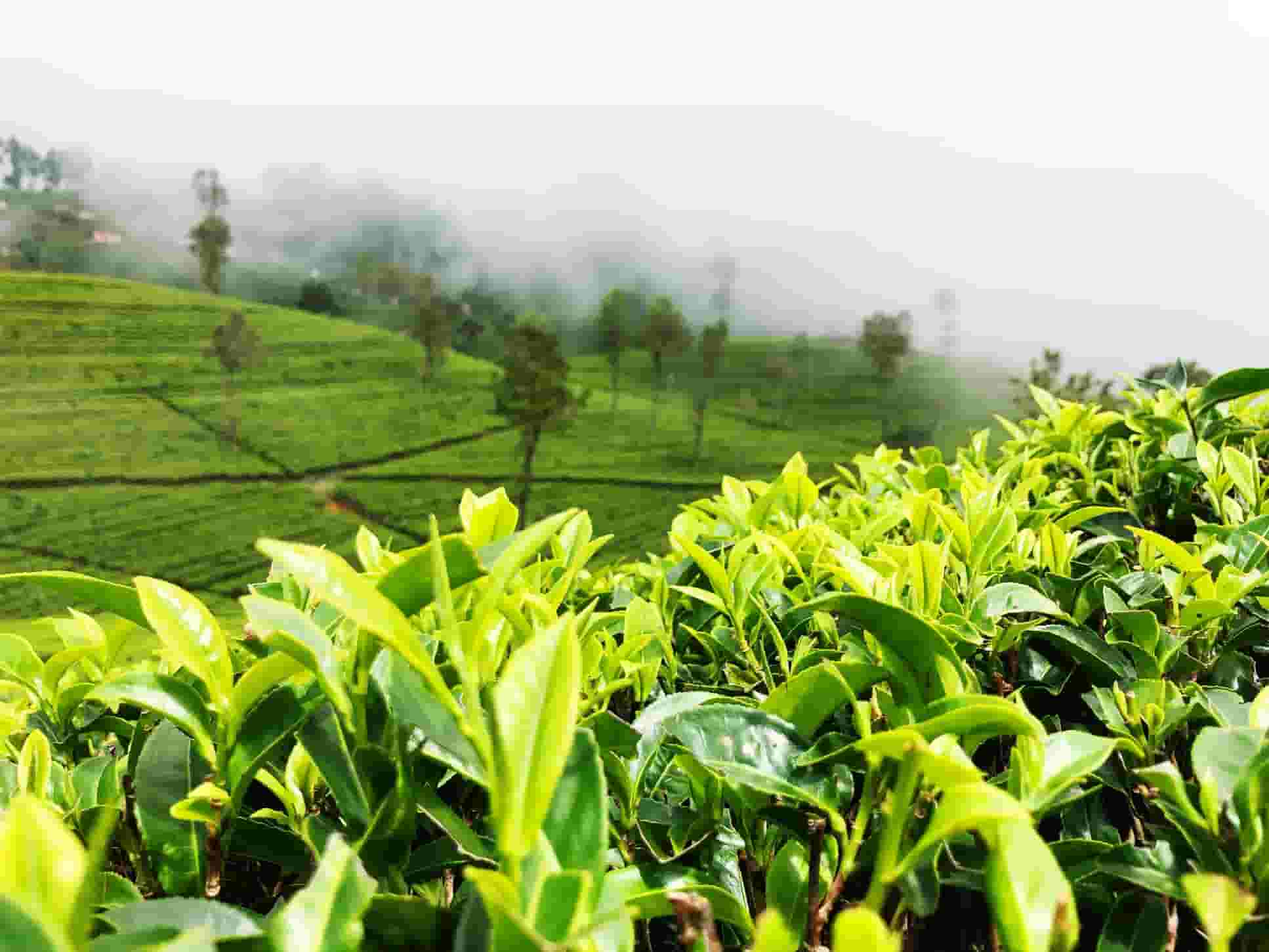 Assam Tea Gardens 