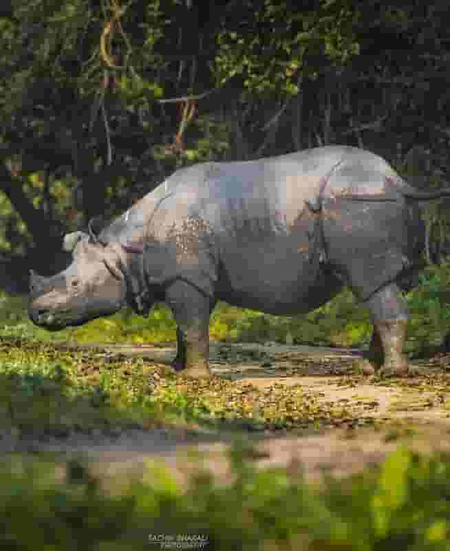 Kaziranga National Park