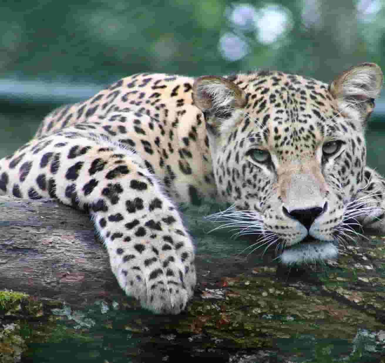 Tripura Wildlife Tour