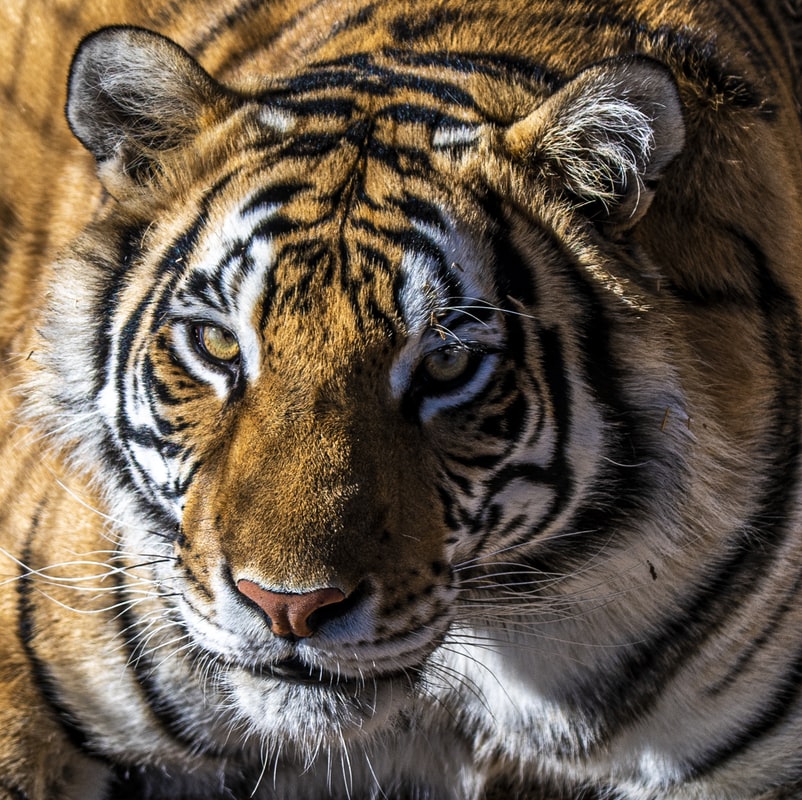 Namdapha National Park