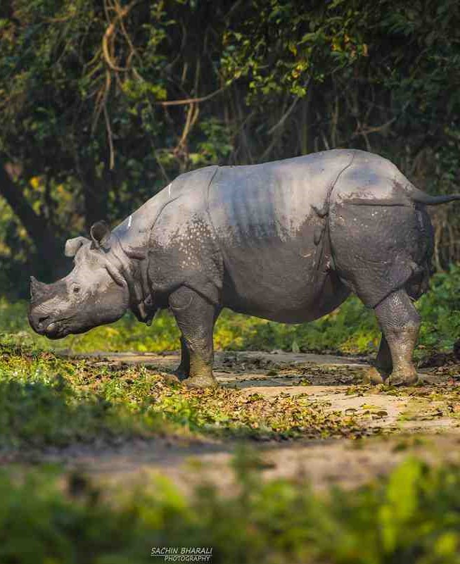 Kaziranga National Park